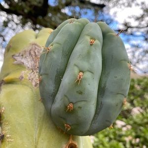 Meet your Posher, Steve